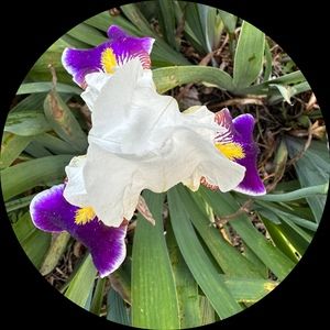 Meet your Posher, Starr